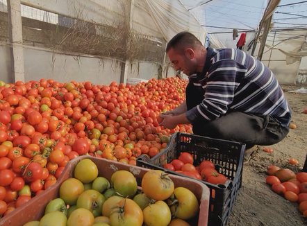 Bujqësia po e humb peshën e saj në ekonomi, sektori në rënie të lirë