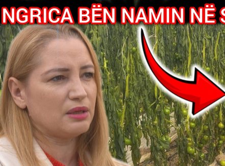 Ngricat “thanë” bujqësinë. Dy ditë të ftohta prishin të mbjellat në sera 