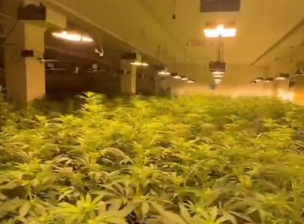 Magazina me 1000 rrënjë kanabis në Lezhë, arrestohen babë e bir dhe punonjësi i OSHEE