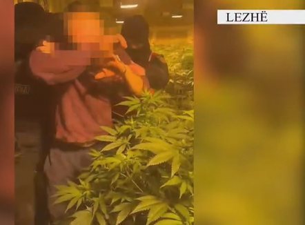 Plantacion droge në godinën trekatëshe në Lezhë, arrestohen babë e bir, sekuestrohen mbi 1 mijë bimë kanabis