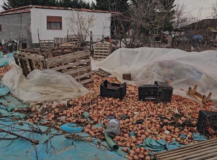 Prodhime stok në fushën e Maliqit, fermerët mbeten me “hambaret” plot dhe xhepat bosh
