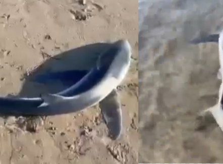Vlorë, del një peshkaqen në breg në Lungomare