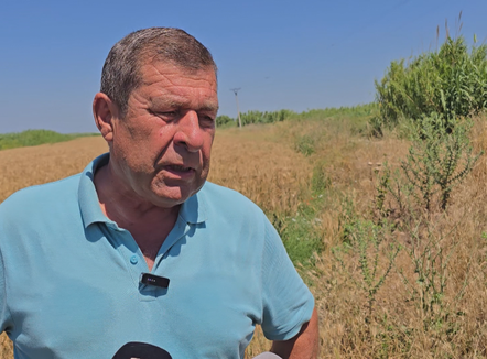 Kosto e lartë, mungesë tregu, bie ndjeshëm kultivimi i grurit në qarkun e Fierit