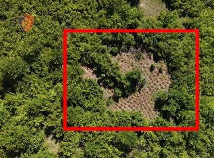 U kap i armatosur duke ruajtur parcelën me 300 rrënjë kanabis, arrestohet 43-vjeçari nga Tirana