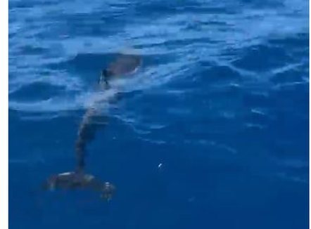 Delfinët surprizojnë turistët në ujërat e Karaburunit