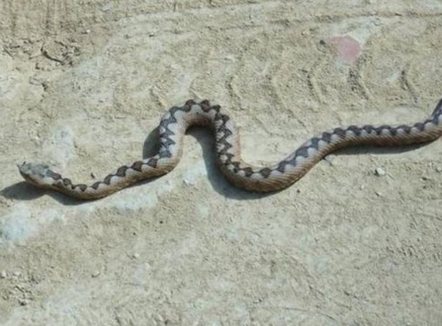 Të dhënat nga Spitali i Fierit, shtohen rastet e helmimeve nga insektet dhe zvarranikët