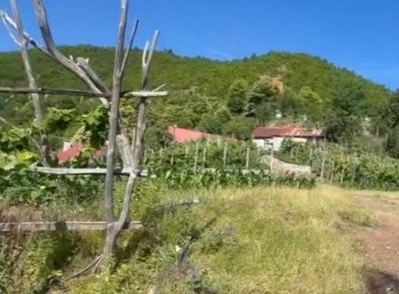 Ngjarje e rëndë në Fushë-Arrëz, dhunohen brutalisht një çift bashkëshortësh pasi sinjalizuan parcelat me kanabis