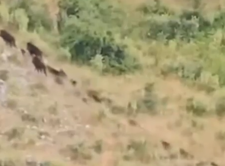 Pamje të rralla në Karaburun, filmohen një tufë me dhjetëra derra të egër