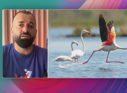 “Flamingot u rikthyen pas 20 vitesh”, fotografi flet për rëndësinë e tyre