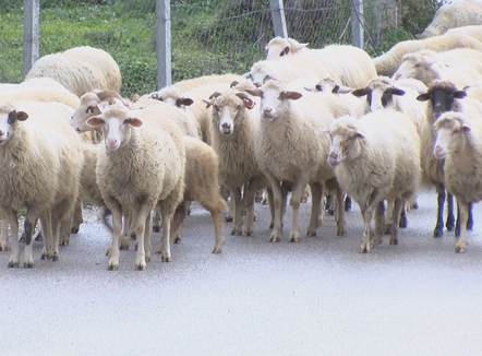 2 mijë gjedhë më pak në 5 vite, blegtoria në rënie të fortë, fshati po zbrazet nga bagëtitë