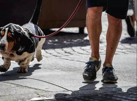 Temperatura afër 50 gradëve në Evropë, rritet vdekshmëria e qenve dhe maceve nga i nxehti në Francë