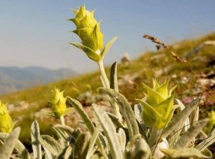 Po mblidhte çaj, rrëzohet nga shkëmbi një person në Gramsh