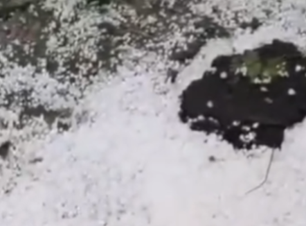 Breshëri si dëborë në Kolonjë, dëmton vreshtat