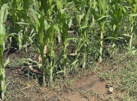 Insekti “shfaros” misrin në fushën e Maliqit, pritet ndërhyrja me dron