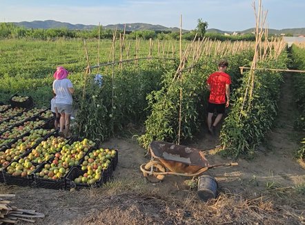 Fermerët në Frakull: Më shumë shpenzime, më pak treg dhe shitje