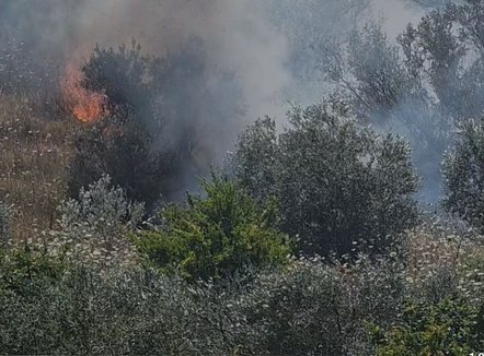 Përfshihet nga flakët ullishtja në Fier
