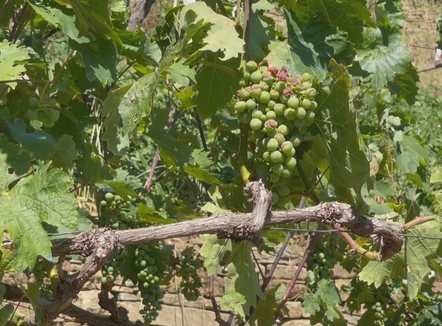 Shembet edhe rruga, breshëri dëmton prodhimin në 3 fshatra të Këlcyrës
