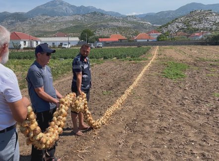 Fermeri promovon zonën, 110 metra vargu më i gjatë me qepë të Postribës