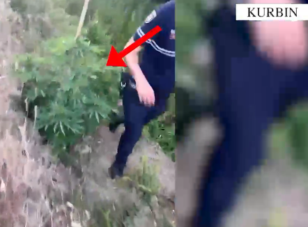 Goditen tri raste të kultivimit të kanabisit në Kurbin e Mirditë, në pranga 3 persona