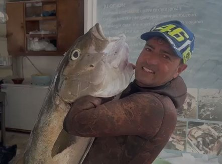 Kapet në Vlorë një gof gjigant 27 kg, peshkatarit iu deshën 30 minuta ta nxirrte nga deti
