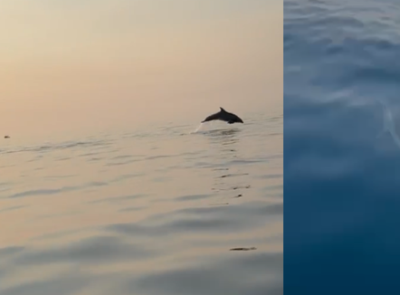 Spektakël delfinësh në Gjirin e Vlorës, turistët mahniten nga shfaqja në det