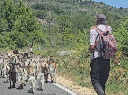 Jeta e vështirë e bariut: Djemtë ikën, gruaja thotë më lodhe. Si të ushqehem?