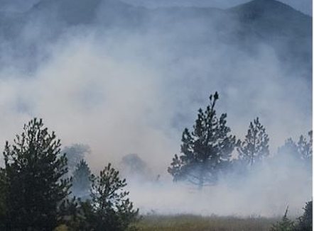 Zjarr në Voskopojë, forcat zjarrfikëse dhe Shërbimi Pyjor në terren për shuarjen e flakëve