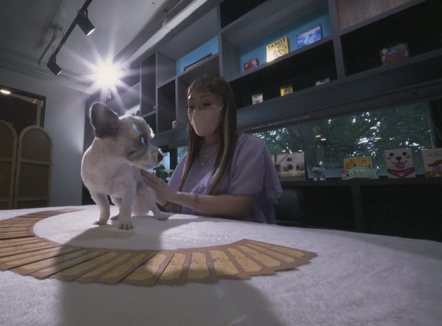 Çfarë po mendon qeni im? Koreano-jugorët i drejtohen letrave tarot për të zbuluar sekretin