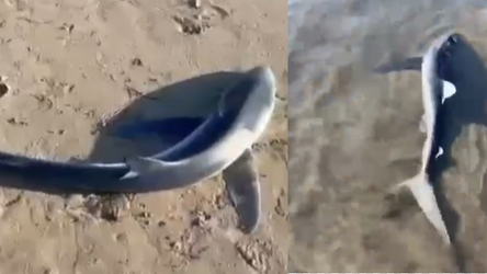 Vlorë, del një peshkaqen në breg në Lungomare