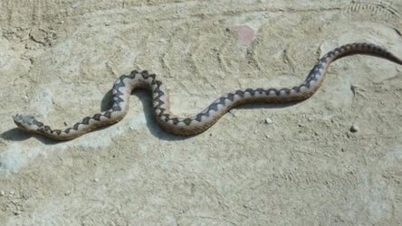 Të dhënat nga Spitali i Fierit, shtohen rastet e helmimeve nga insektet dhe zvarranikët