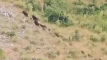 Pamje të rralla në Karaburun, filmohen një tufë me dhjetëra derra të egër