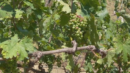 Shembet edhe rruga, breshëri dëmton prodhimin në 3 fshatra të Këlcyrës