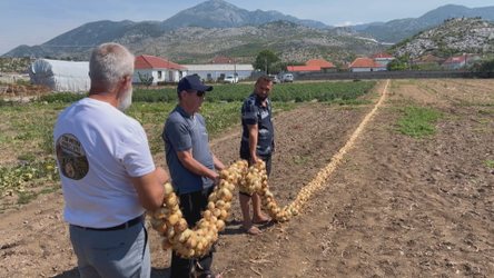 Fermeri promovon zonën, 110 metra vargu më i gjatë me qepë të Postribës