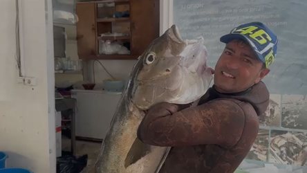 Kapet në Vlorë një gof gjigant 27 kg, peshkatarit iu deshën 30 minuta ta nxirrte nga deti