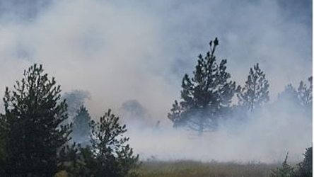 Zjarr në Voskopojë, forcat zjarrfikëse dhe Shërbimi Pyjor në terren për shuarjen e flakëve
