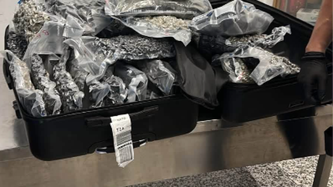 Sekuestrohen 46 kg kanabis në Rinas, dy persona nën hetim pas kontrollit të fluturimit Toronto-Tiranë