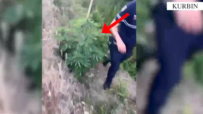 Goditen tri raste të kultivimit të kanabisit në Kurbin e Mirditë, në pranga 3 persona