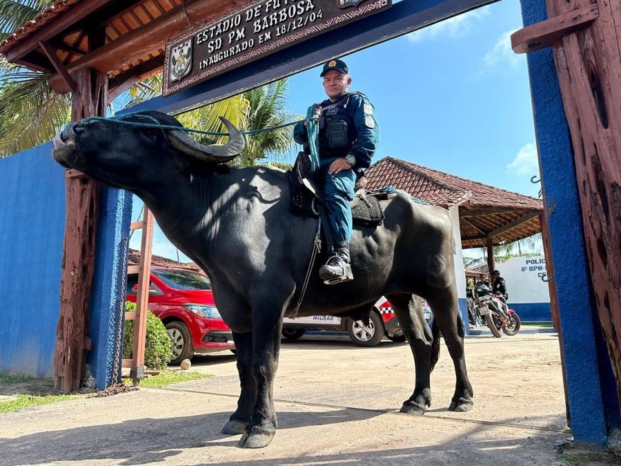 Kafsha 800 kg që ndihmon policët të kapin kriminelët në