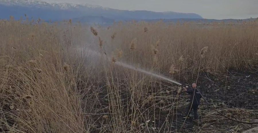 Zjarr i qëllimshëm në Pogradec, problem për faunën e