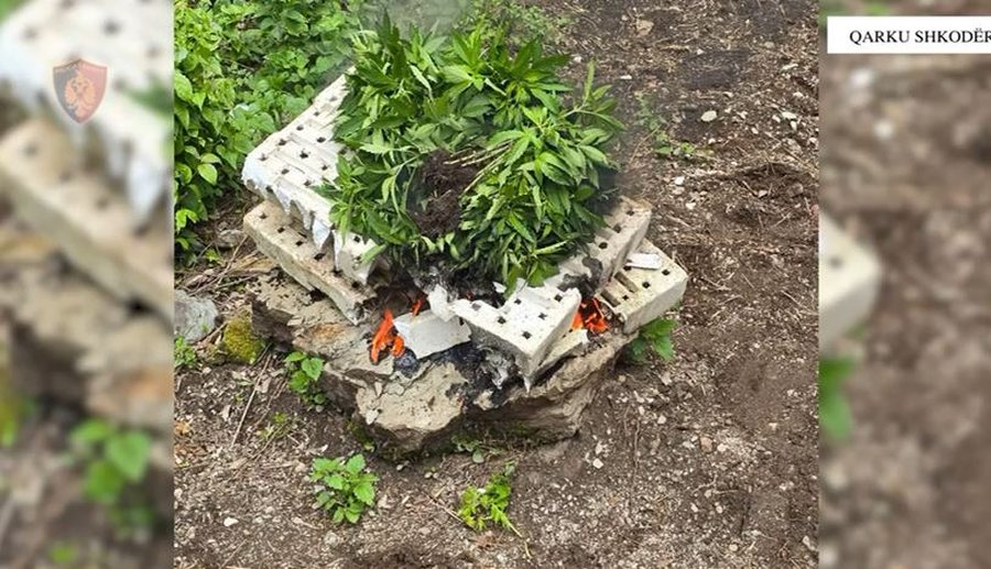 Asgjësohen mbi 1500 fidanë e bimë kanabisi në Shkodër