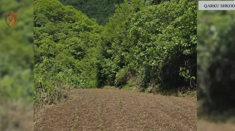 Asgjësohen mbi 1500 fidanë e bimë kanabisi në Shkodër
