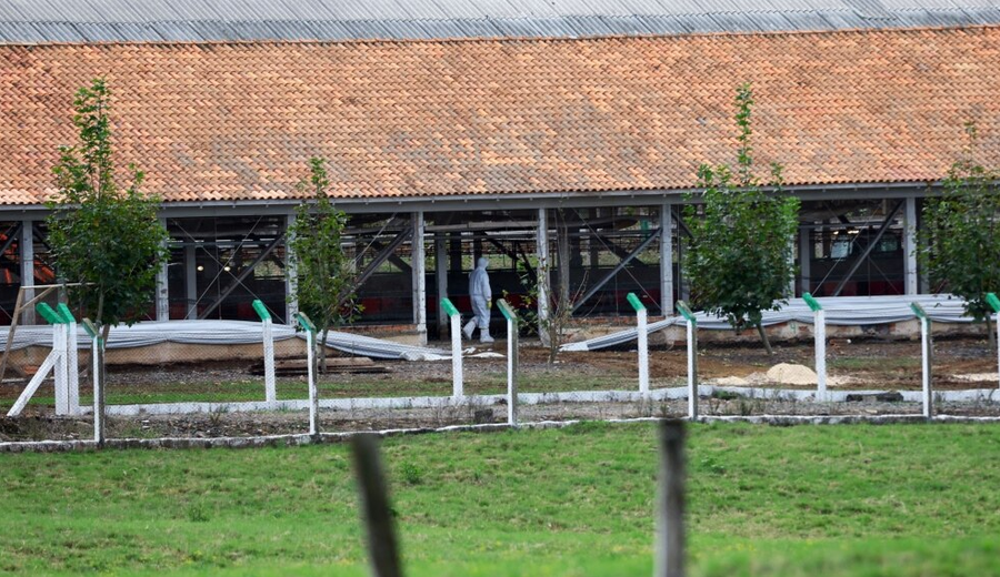 Bird flu, Brazil is not allowed to export meat and poultry to the EU
