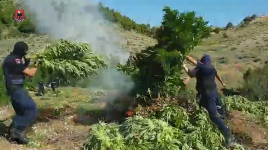 Cannabis in the country, action by Albanian and Italian police, 9 thousand