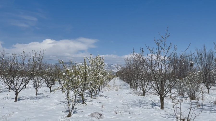 Wish alone is not enough, farmer: Here's how I saved my apples from April