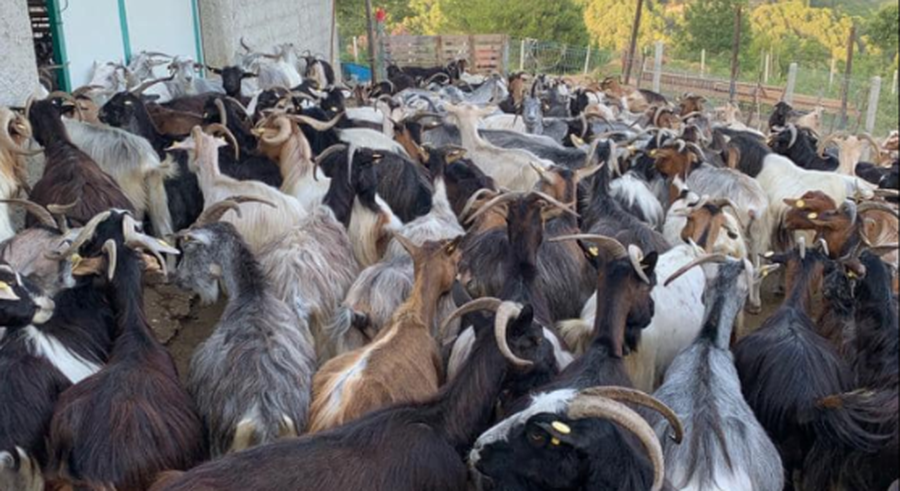 Murtaja e bagëtive të imta në Shkodër, vendoset në