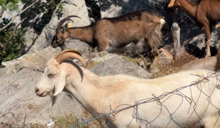 Tjetër rast i murtajës së bagëtive të imta,
