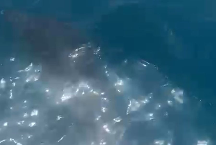 VIDEO/ Delfinët mbushin gjirin e Vlorës, kthehen në