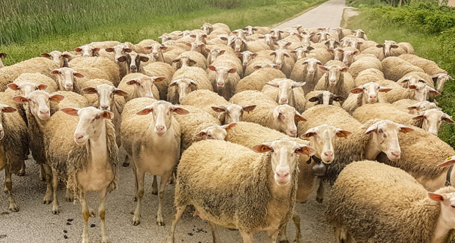 Konfirmohet një tjetër vatër e murtajës së