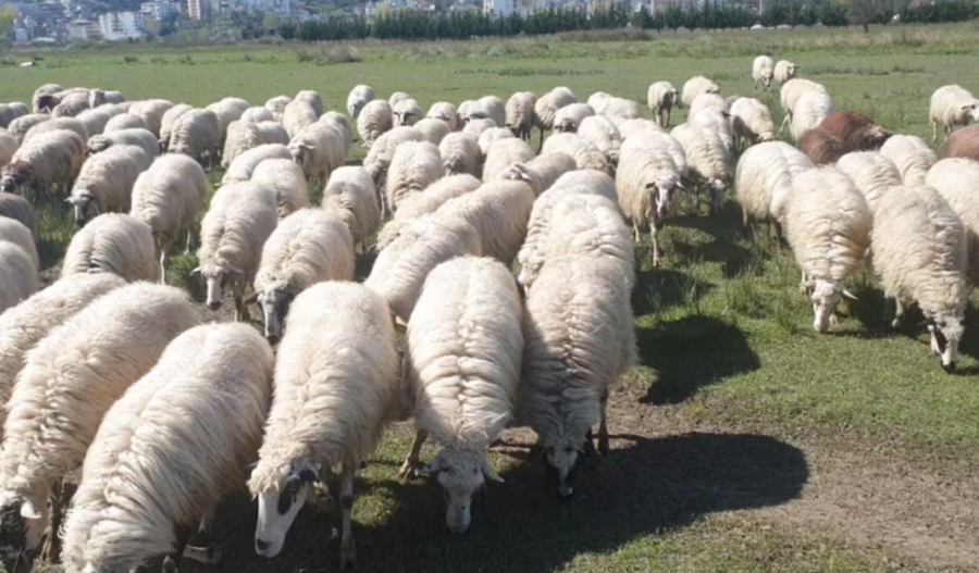 Murtaja e bagëtive të imta, zbulohet lëvizja e AKU-së dhe