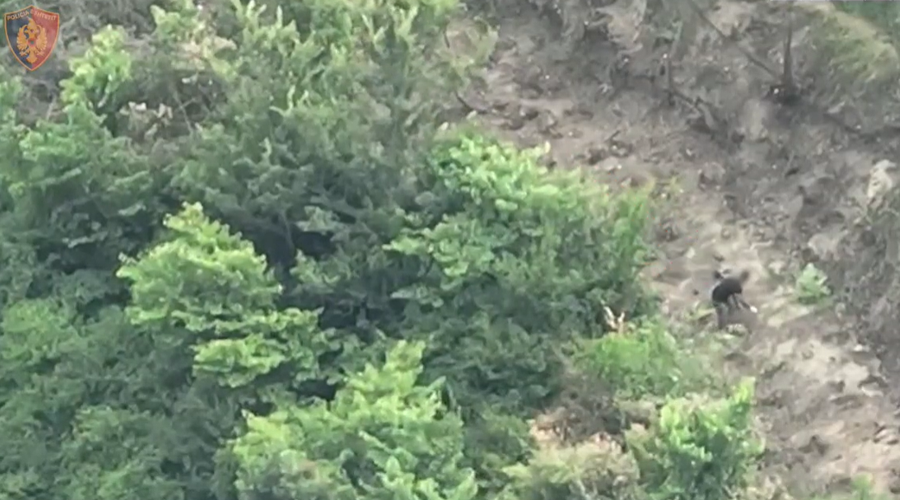 Mbollën mbi një mijë rrënjë kanabis, u gjenden edhe 20